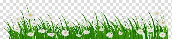Flower Grasses , spring banner transparent background PNG clipart