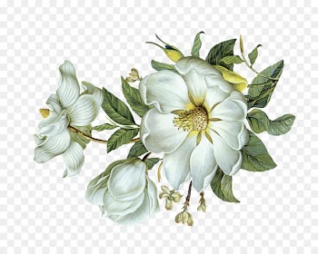 Flower Green Leaf Light - White flowers green leaves 