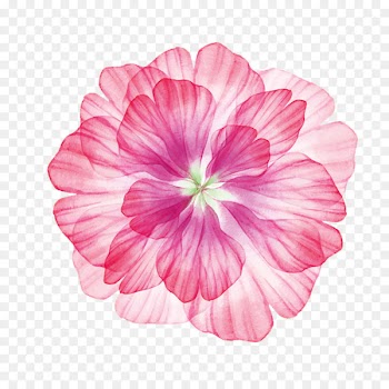 Flower - Hawaii flower 