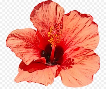 flower hibiscus flowering plant hawaiian hibiscus petal