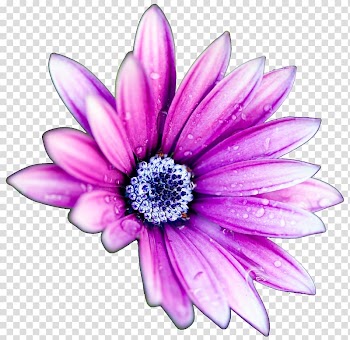 Flower High-definition television Display resolution Common daisy , Purple daisies transparent background PNG clipart