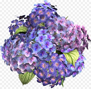Flower Hydrangea Clip art - hydrangea 