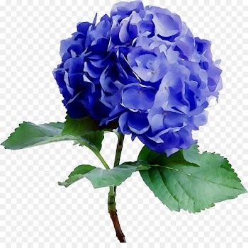 Flower Hydrangea Pink Blue Color -  