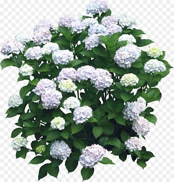 Flower Hydrangea Shrub Plant - bushes 