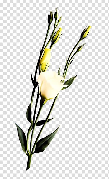 Flower Icon, White rose branch transparent background PNG clipart