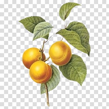 Flower II, yellow pomegranate fruits transparent background PNG clipart