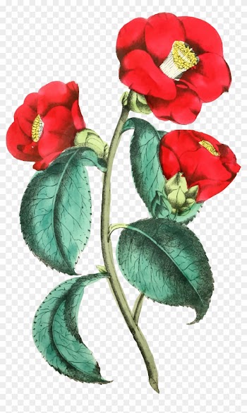 Flower Illustration 2 - Flower Illustration