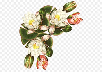 Flower Illustration Flower Pictures Botanical illustration Drawing - flower 
