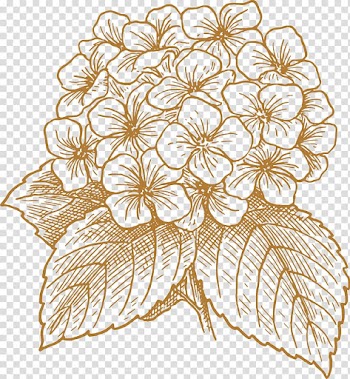 Flower illustration, French hydrangea Flower Drawing , Painted flowers transparent background PNG clipart