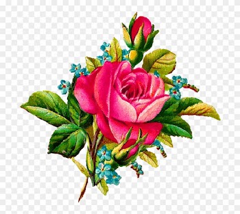 Flower Illustrations Clipart - Rose And Forget Me Not