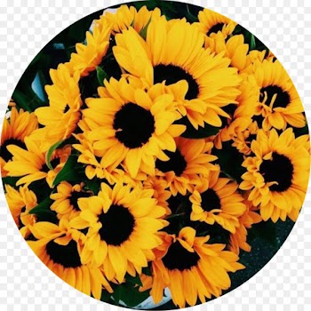 Flower Image Photograph Drawing YouTube - flower 