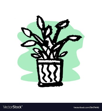 flower in a pot for home - isolate on a white