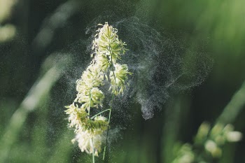 Flower in fairytale