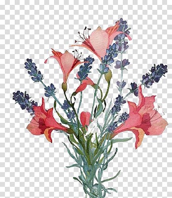 Flower Ipomoea nil Illustration, Watercolor flowers transparent background PNG clipart