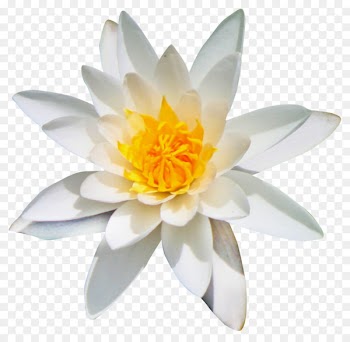 Flower Kolubara Clip art - lotus flower 