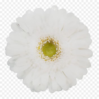 Flower Lace Petal Craft Pearl -  