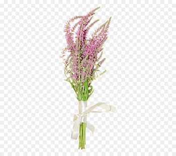 Flower, Lavender, Floral Design, Flowering Plant PNG