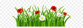 Flower Lawn Clip art - Poppies and Daisies with Grass PNG Clipart Picture 