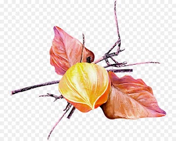 flower leaf plant peruvian groundcherry still life photography