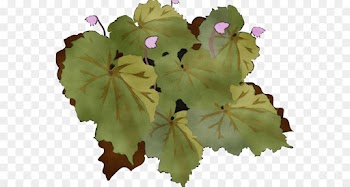 flower leaf plant petal flowering plant