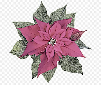 flower leaf plant pink poinsettia