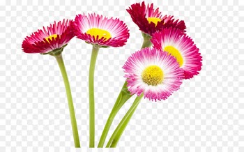 Flower Lent - Wild chrysanthemum 