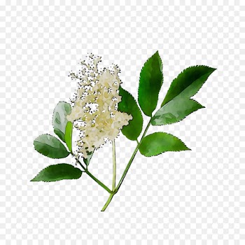 Flower Lilac -  