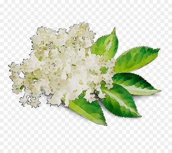 Flower Lilac -  