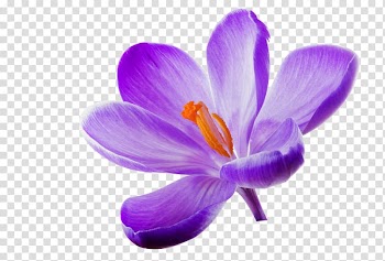 Flower Lilac , Lilac transparent background PNG clipart