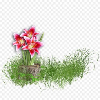 Flower Lilium - stump 