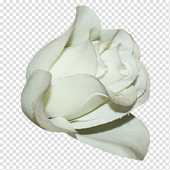 Flower Lilium, White Lily transparent background PNG clipart