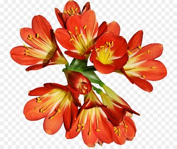 Flower, Lily, Flower Bouquet, Flowering Plant PNG
