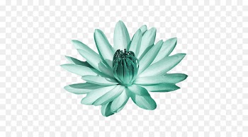 Flower Lily Plants painting Adobe Photoshop - flower 