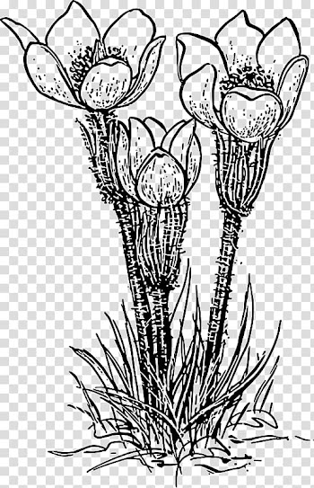 Flower Line art , flower transparent background PNG clipart