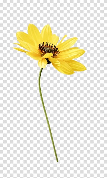 Flower Line art, Line drawing floral decorative pattern transparent background PNG clipart