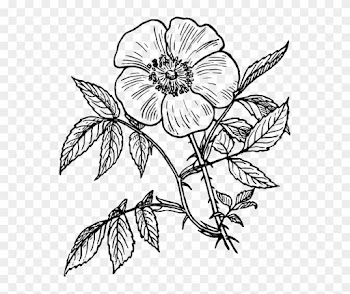 Flower Line Drawing Flowers Line Drawing Free Download - Day Of The Dead Flower Drawings