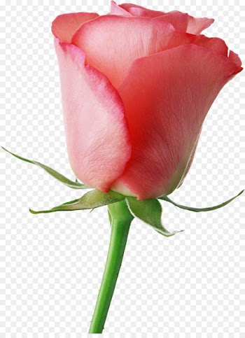 Flower Livre Brasil Valentine's Day Rose Gift - pink roses 