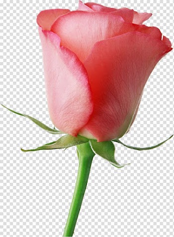 Flower Livre Brasil Valentine\'s Day Rose Gift, pink roses transparent background PNG clipart