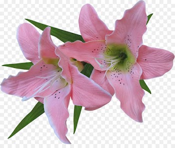 Flower Madonna Lily Arum-lily Clip art - flower 
