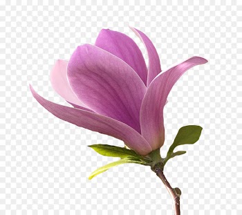 Flower Magnolia Petal Plant stem - flower 