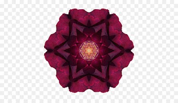 Flower Mandala Rhododendron Ponticum Roseum - Flowers of Hell 