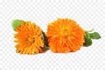 Flower Marigold Chrysanthemum - Two marigold chrysanthemums 