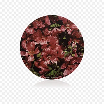 Flower Maroon - flower 