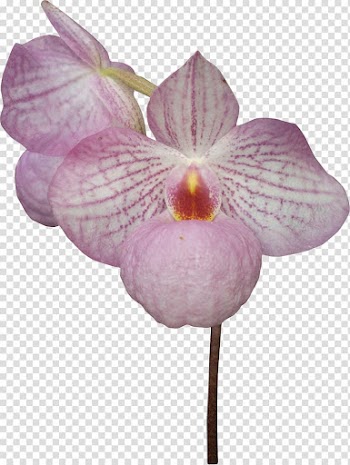 Flower Material Floral design Drawing, Watercolor plants transparent background PNG clipart