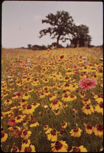 Flower meadow in Llano, Texas. | Free Photo - rawpixel