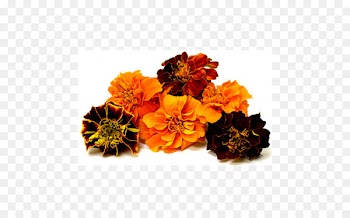 Flower Mexican marigold Puja Lutein Seed - flower 