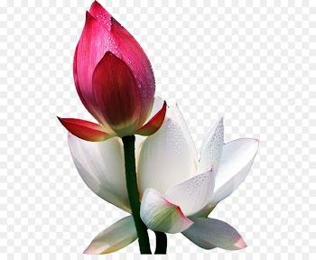 Flower Morning Information Blog - Red and white lotus bud 
