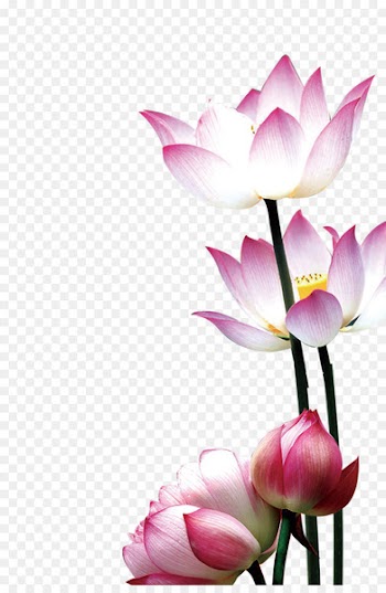 Flower Nelumbo nucifera Water lily - Lotus 