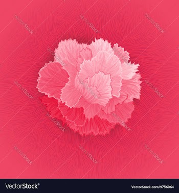 Flower of Carnation vector image