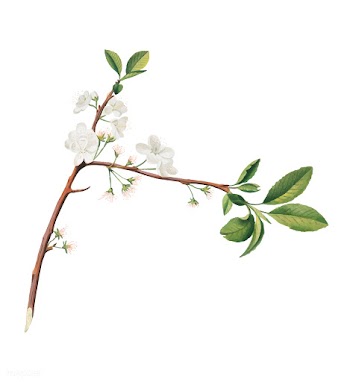 Flower of Plum from Pomona Italiana (1817 - 1.. | Free stock vector - 488054